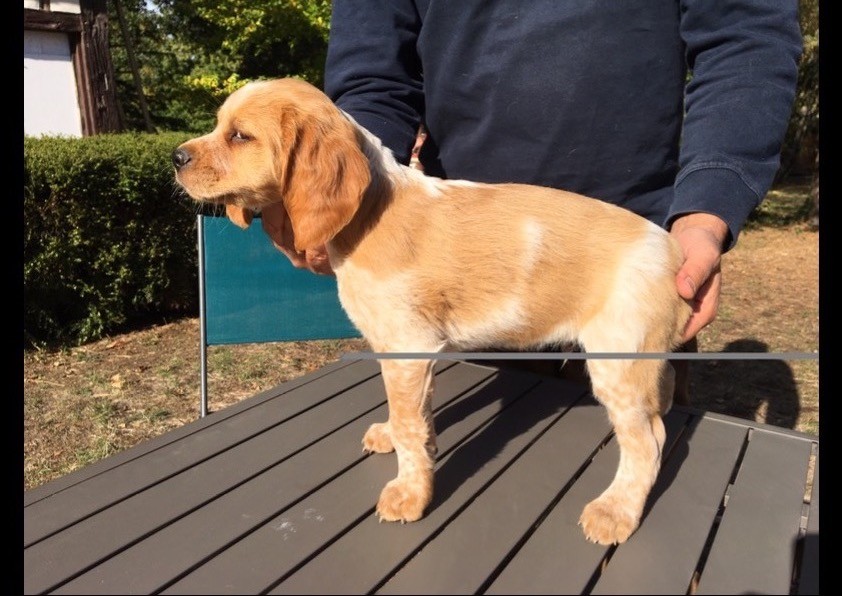 De La Malherberie - Chiots disponibles - Epagneul Breton