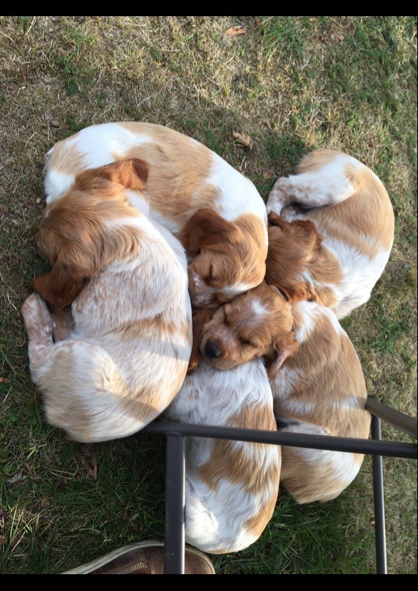 Chiot Epagneul Breton De La Malherberie