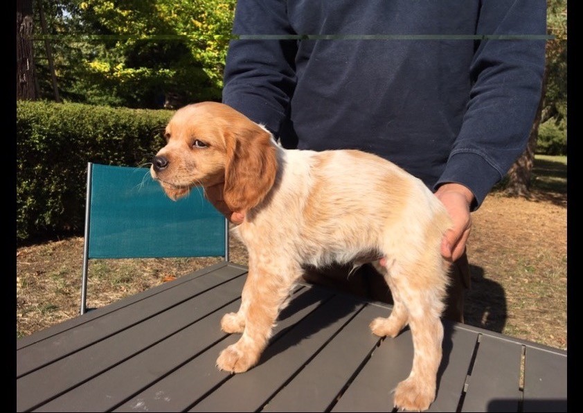 De La Malherberie - Chiots disponibles - Epagneul Breton